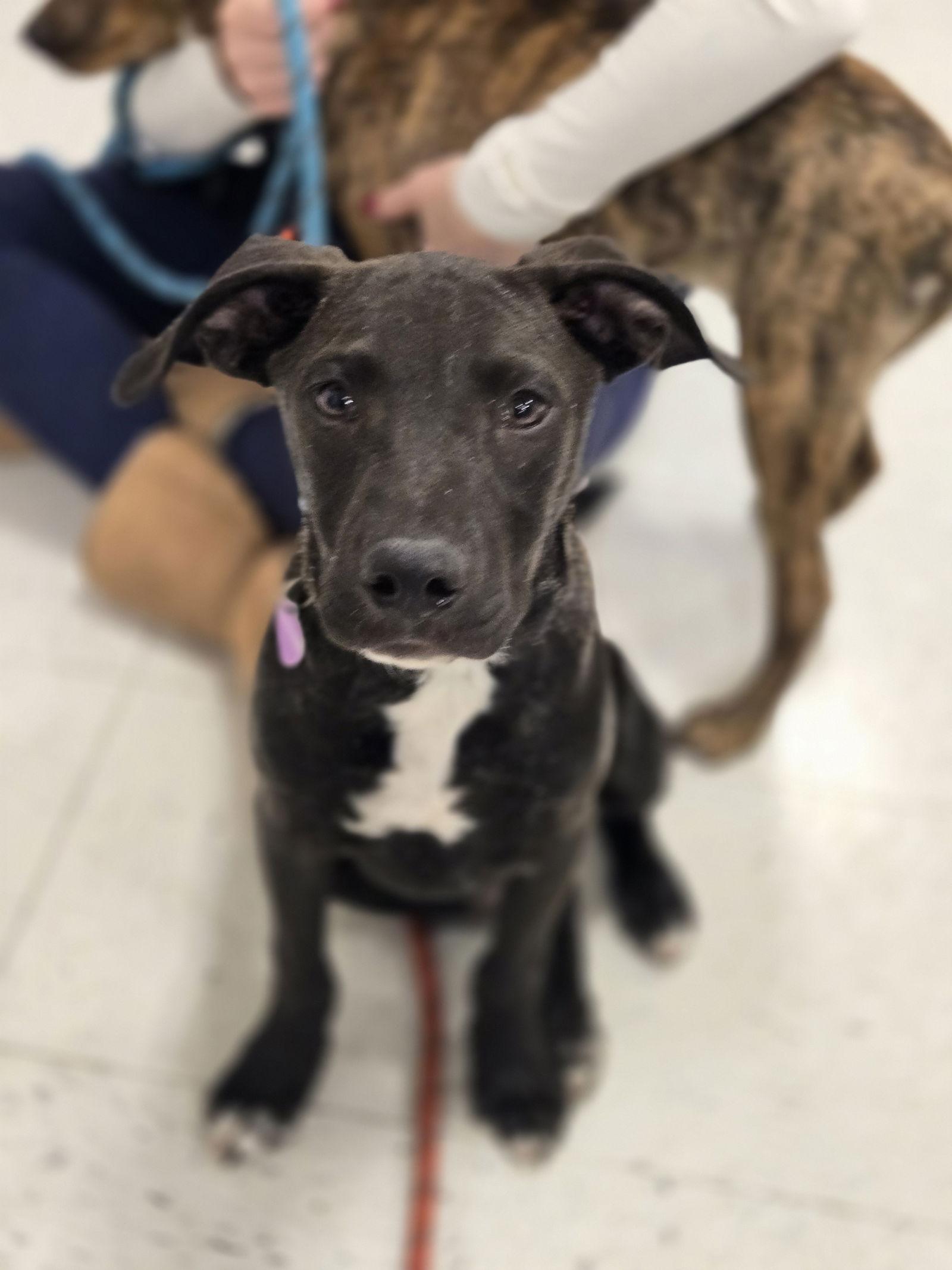 Dutton, a Adoptable Pit Bull Terrier in Minneapolis, MN image 2/3