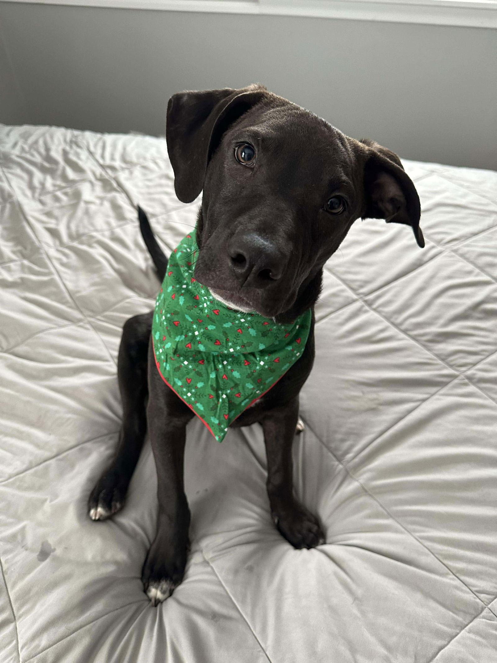 Dutton, Adoptable, Young Male Pit Bull Terrier.