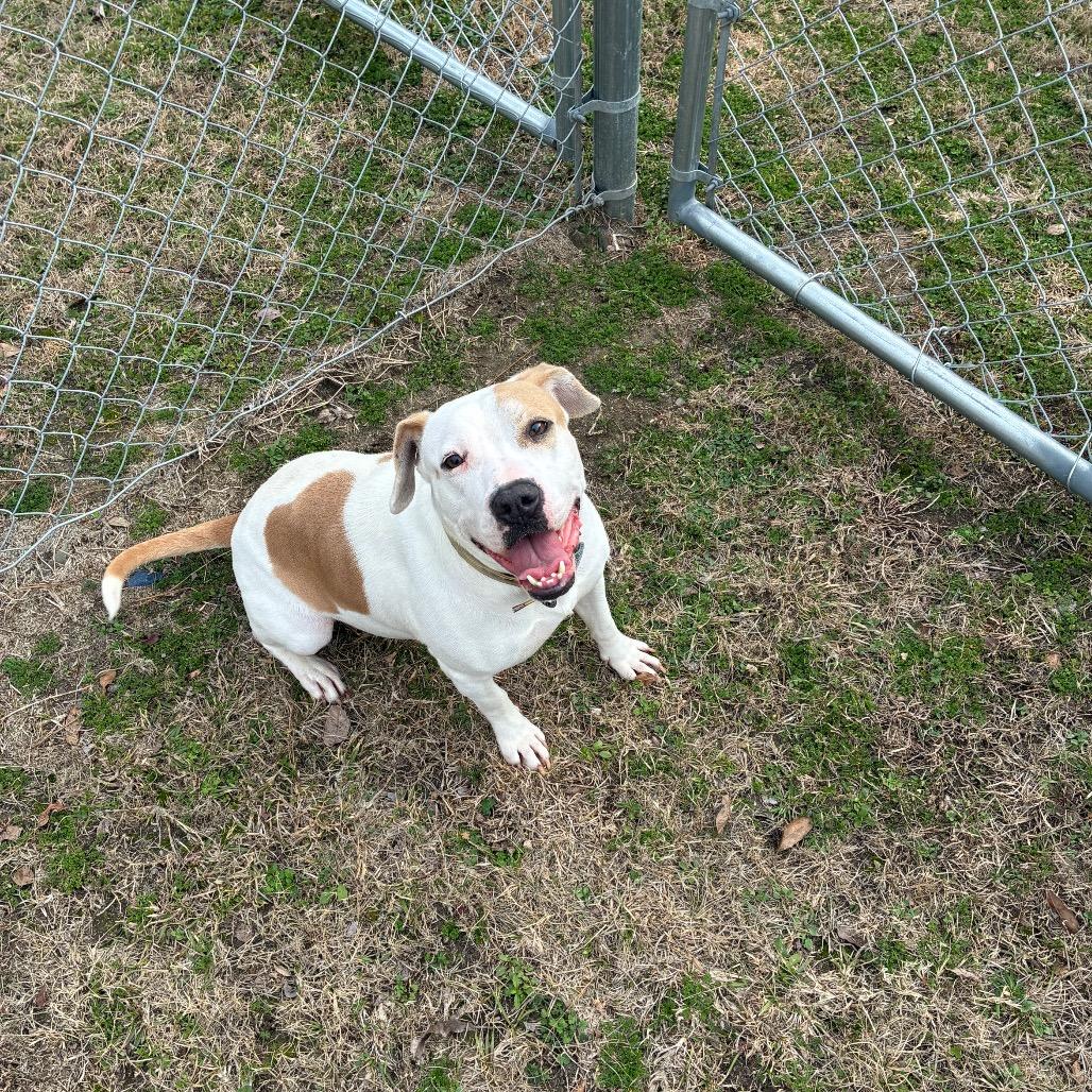 Evi, Adoptable, Adult Female English Bulldog & Mixed Breed.