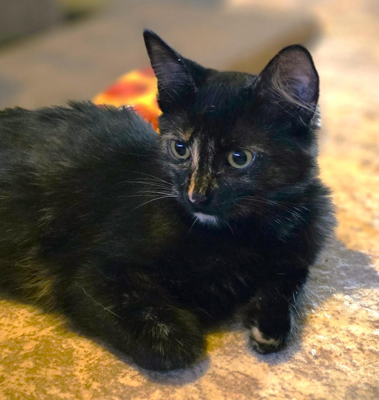 Enlarge Penelope, a ADOPTABLE Tortoiseshell in San Diego, CA image 2/2