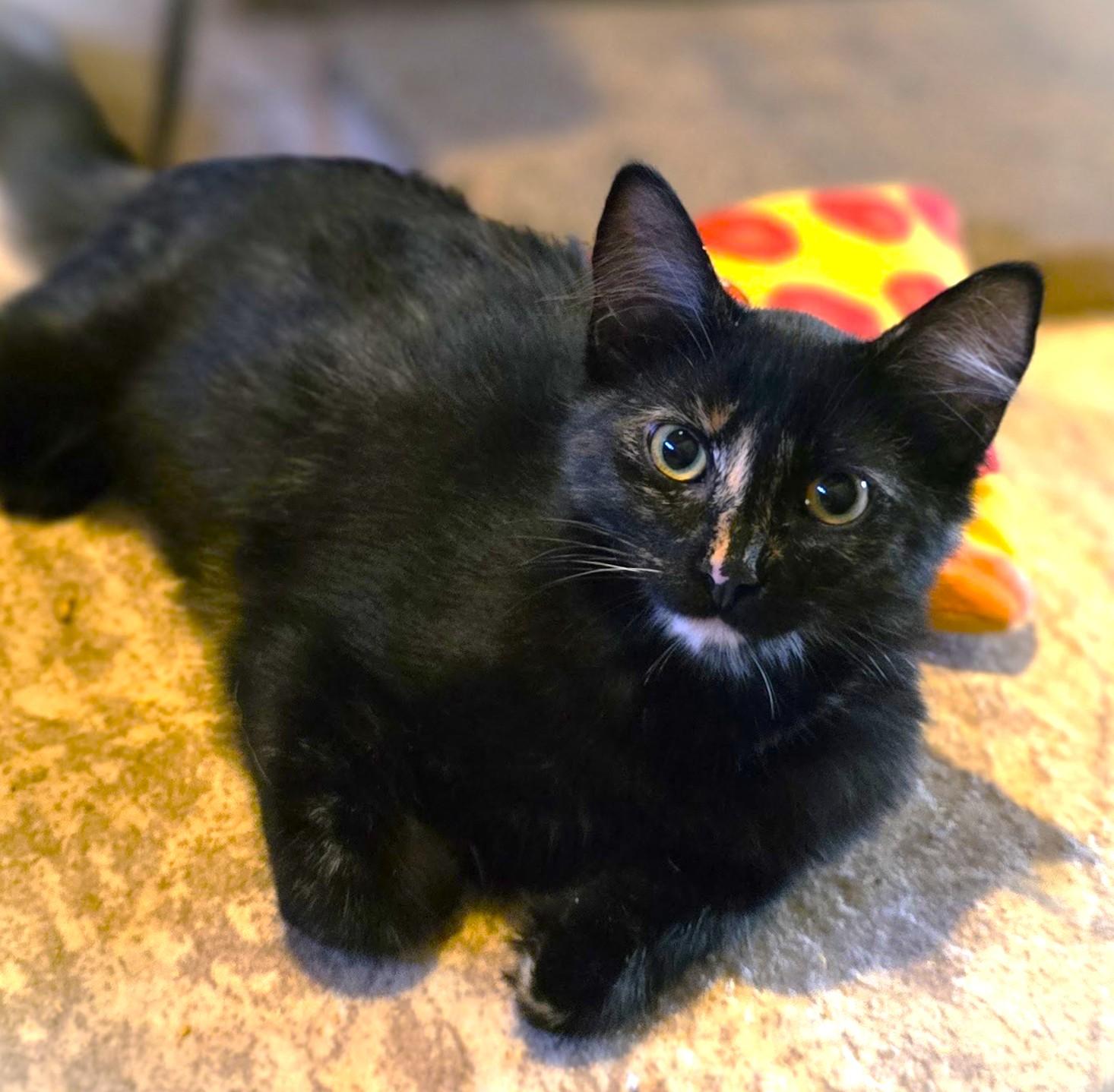 Enlarge Penelope, a ADOPTABLE Tortoiseshell in San Diego, CA image 1/2