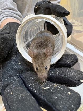 Wisconsin, Adoptable, Young Female Mouse.