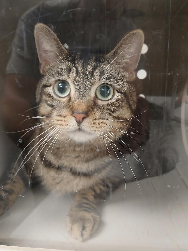 Artie, Adoptable, Adult Male American Shorthair.