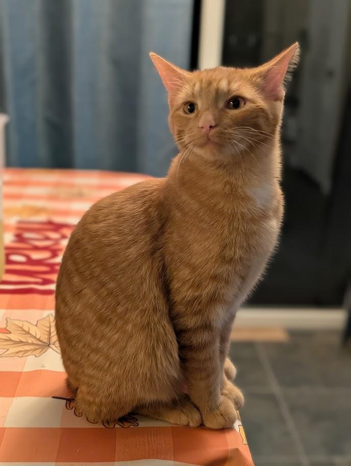 Milo, Adoptable, Young Male Domestic Short Hair.