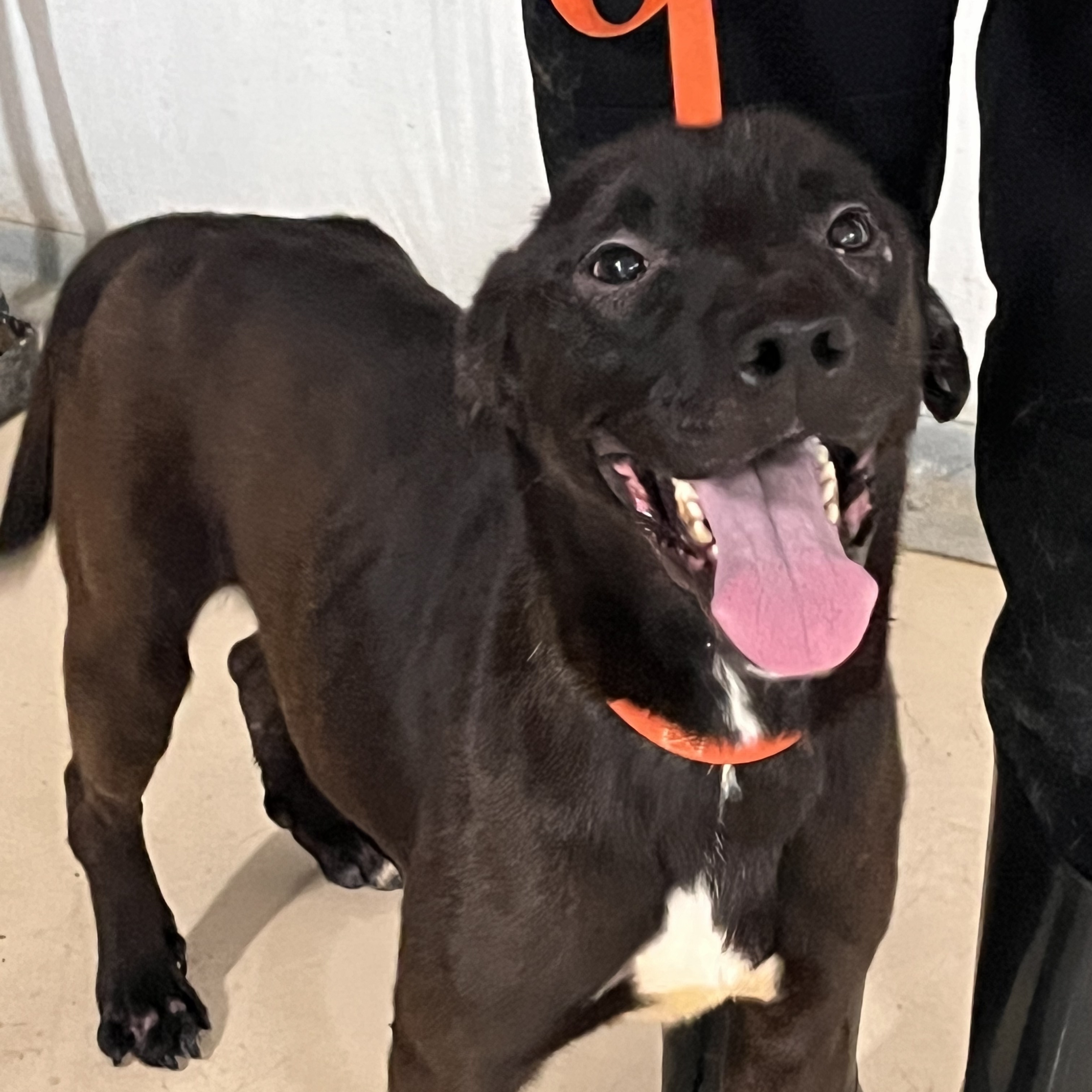 Rocky , Adoptable, Adult Male Black Labrador Retriever & Labrador Retriever.