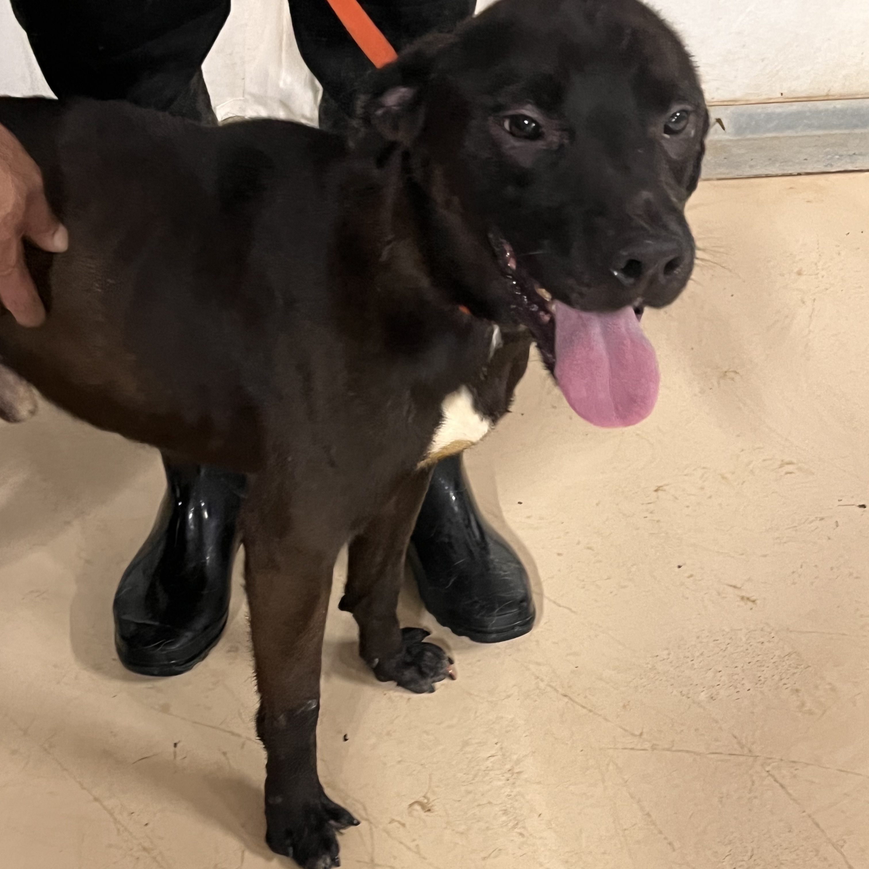 Enlarge Rocky , a Adoptable mixed breed in Portland, OR image 2/6