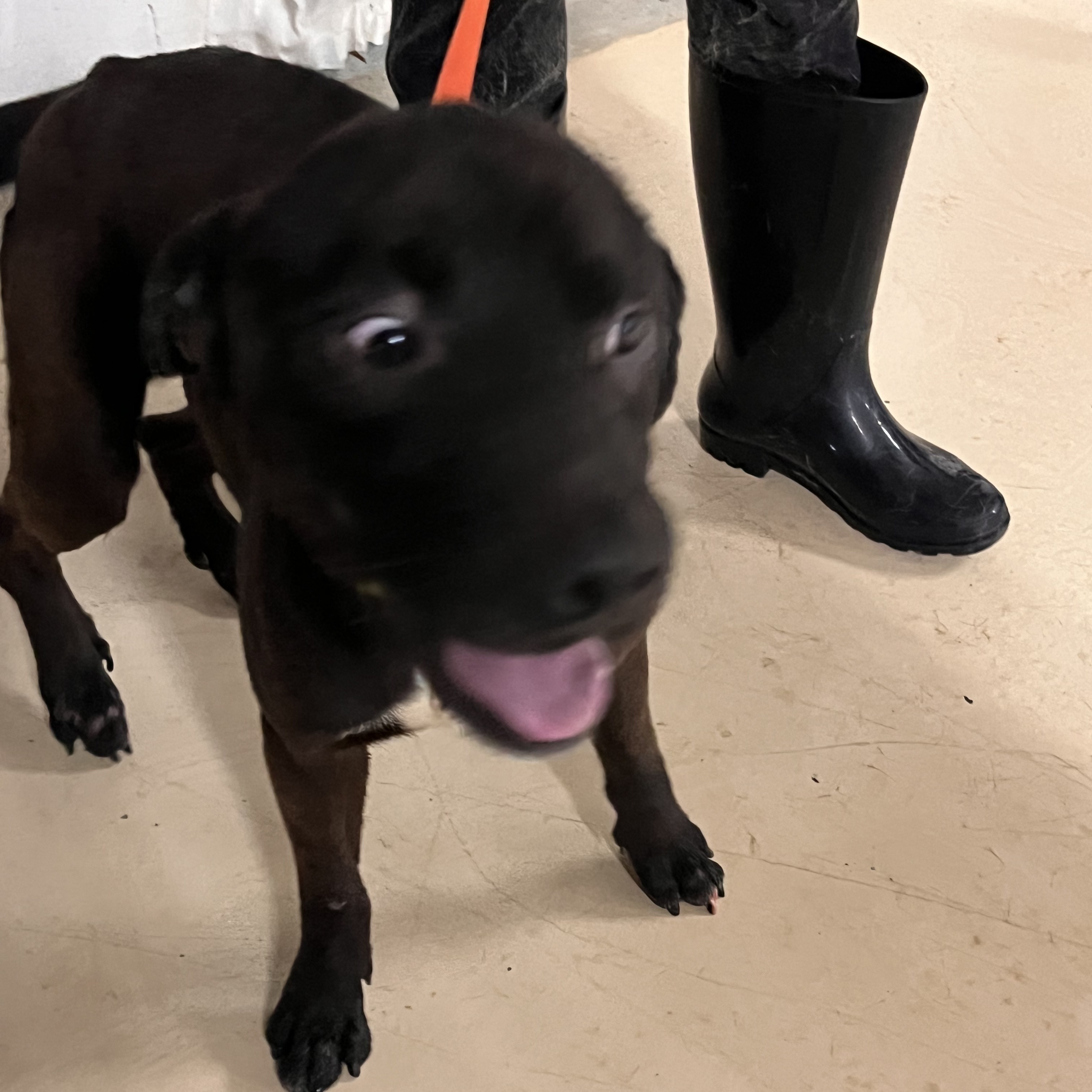 Enlarge Rocky , a Adoptable mixed breed in Portland, OR image 3/6