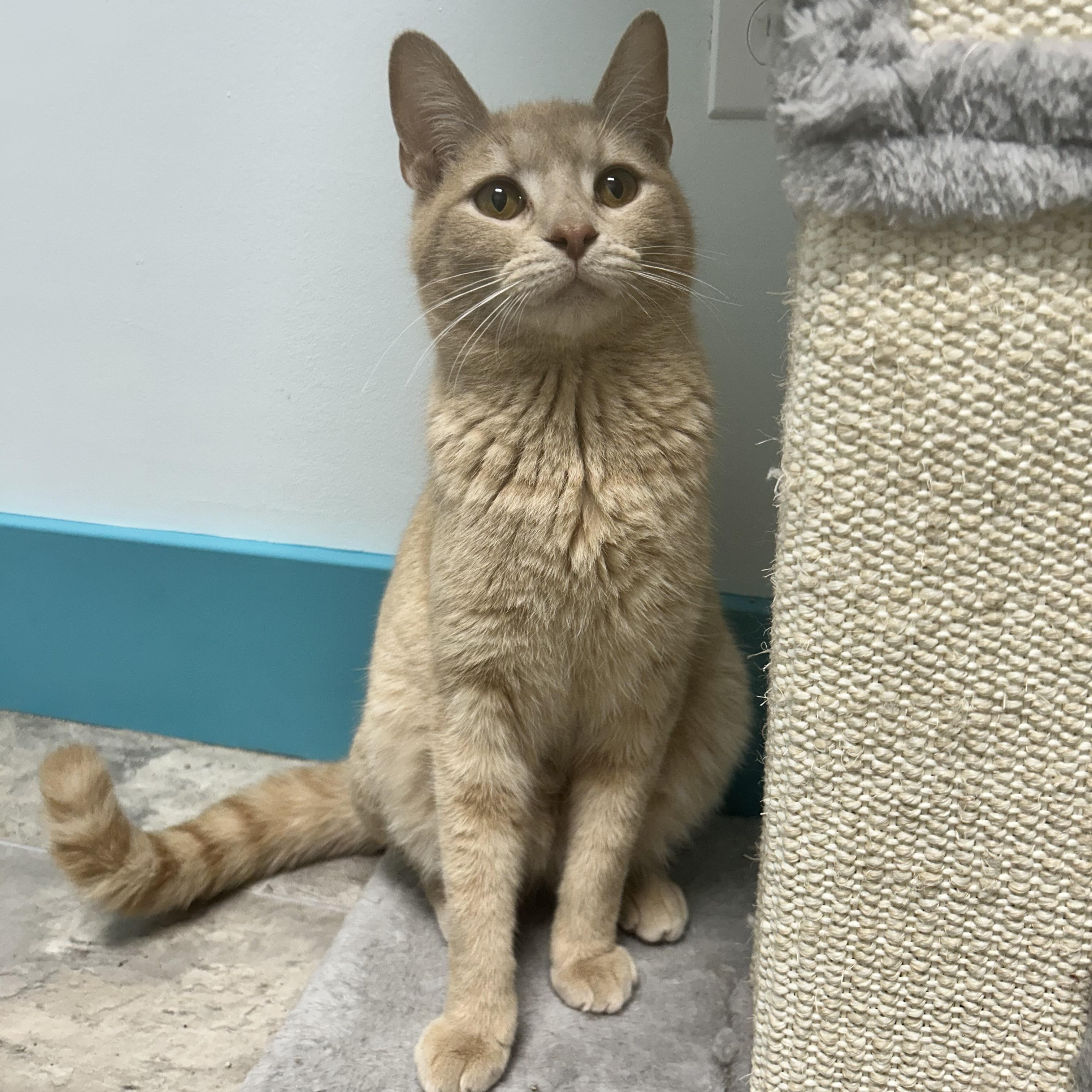 Enlarge Meatloaf - ADOPTION PENDING!, an adopted Tabby in Grand Rapids, MI image 6/6