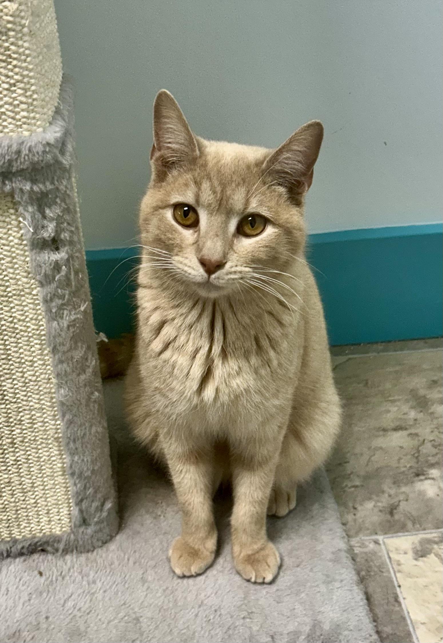 Enlarge Meatloaf, a Adoptable Tabby in Grand Rapids, MI image 5/6