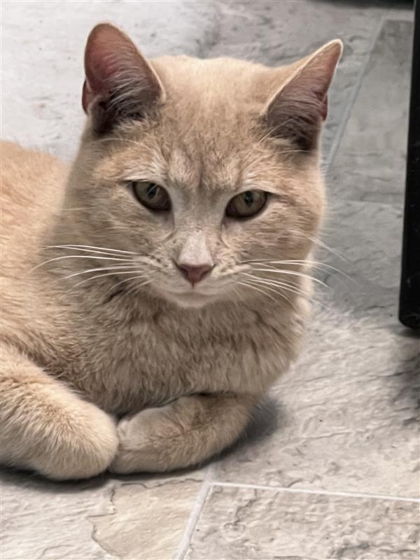 Enlarge Meatloaf, a Adoptable Tabby in Grand Rapids, MI image 3/6