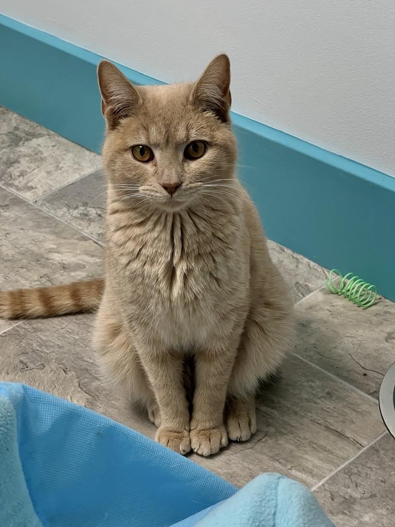 Enlarge Meatloaf, a Adoptable Tabby in Grand Rapids, MI image 6/6