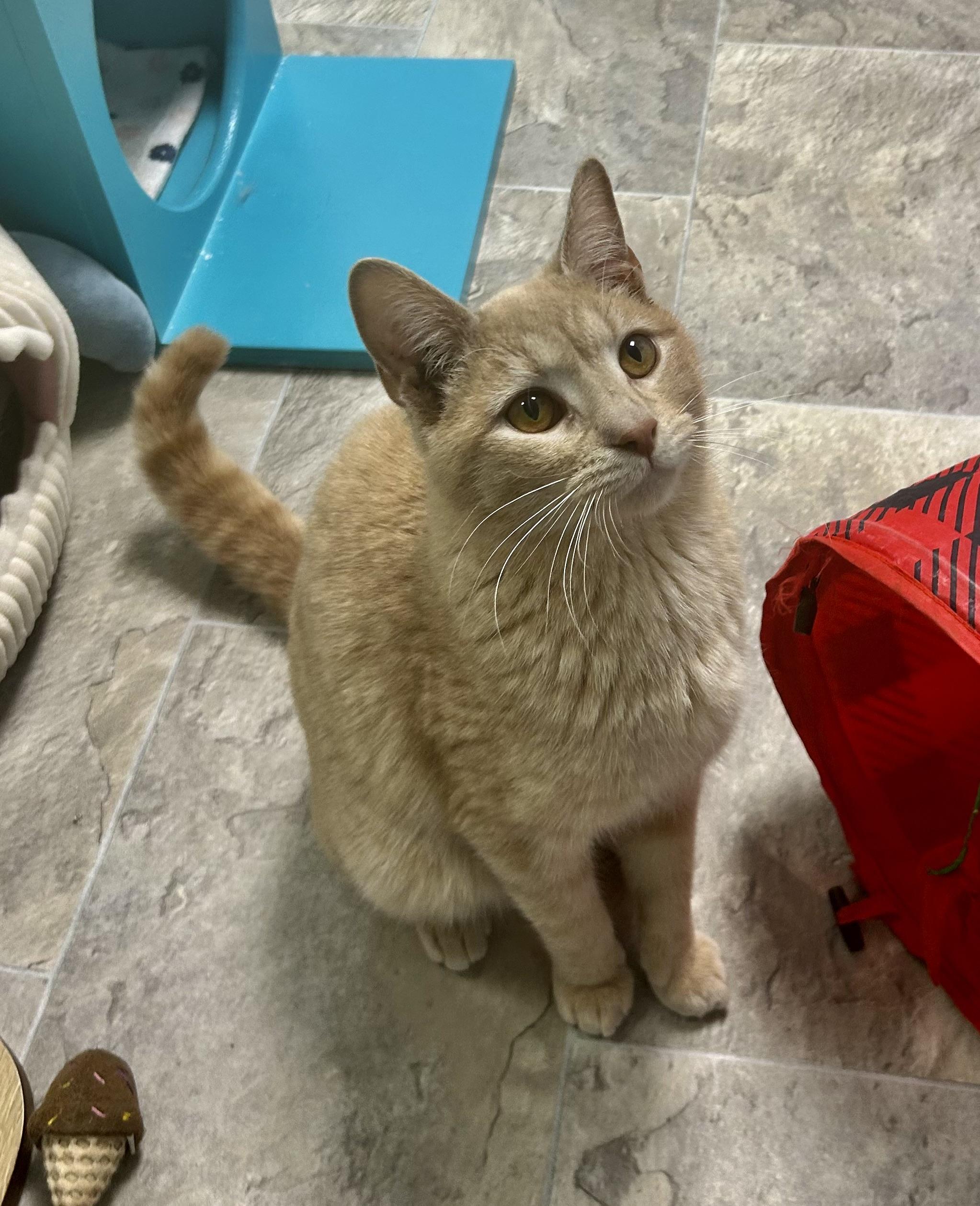 Enlarge Meatloaf, a Adoptable Tabby in Grand Rapids, MI image 1/6