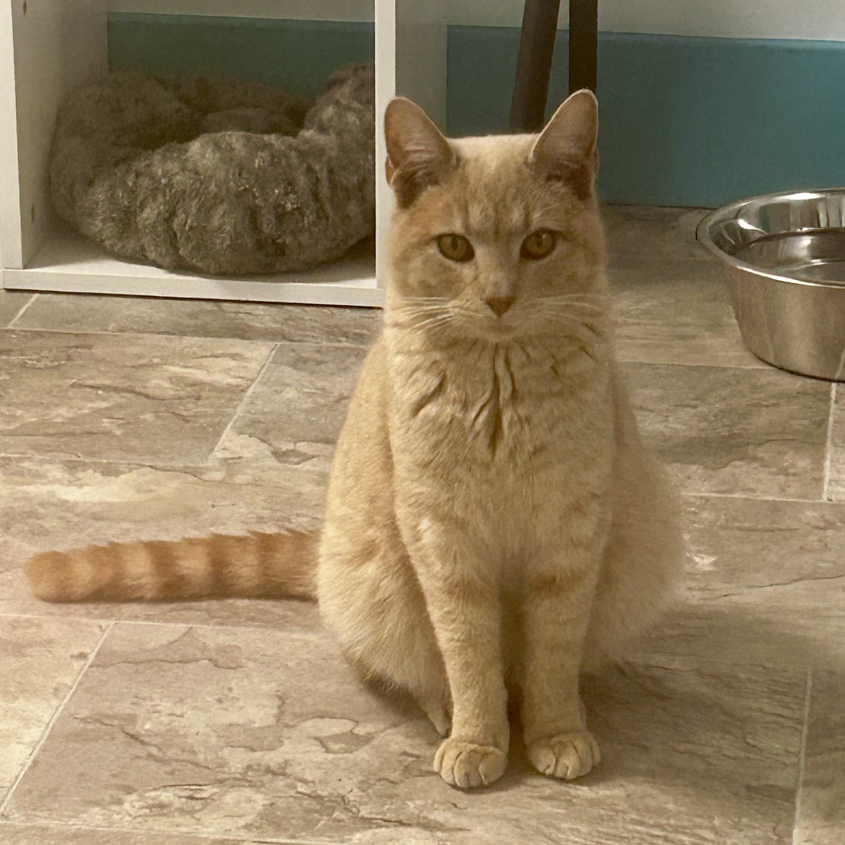 Enlarge Meatloaf, a Adoptable Tabby in Grand Rapids, MI image 2/6