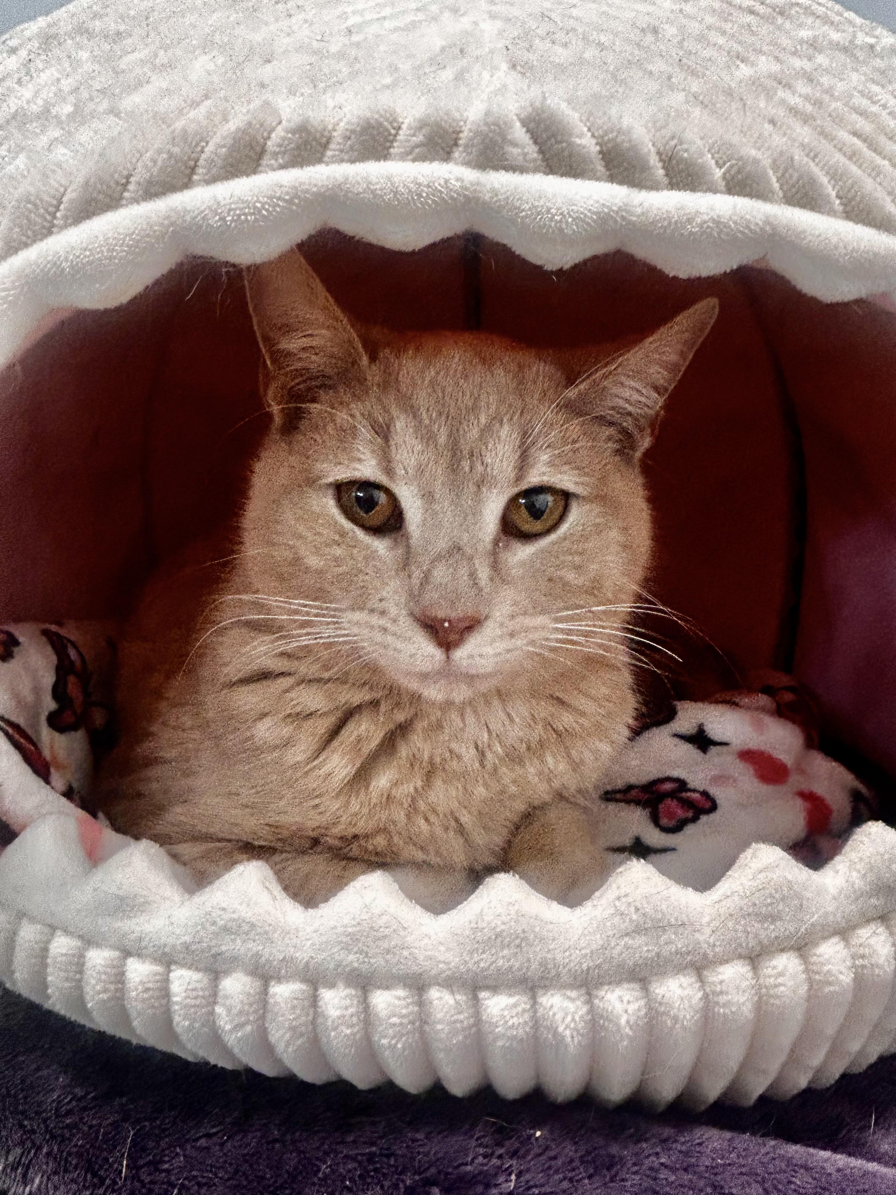 Enlarge Meatloaf, a Adoptable Tabby in Grand Rapids, MI image 2/6