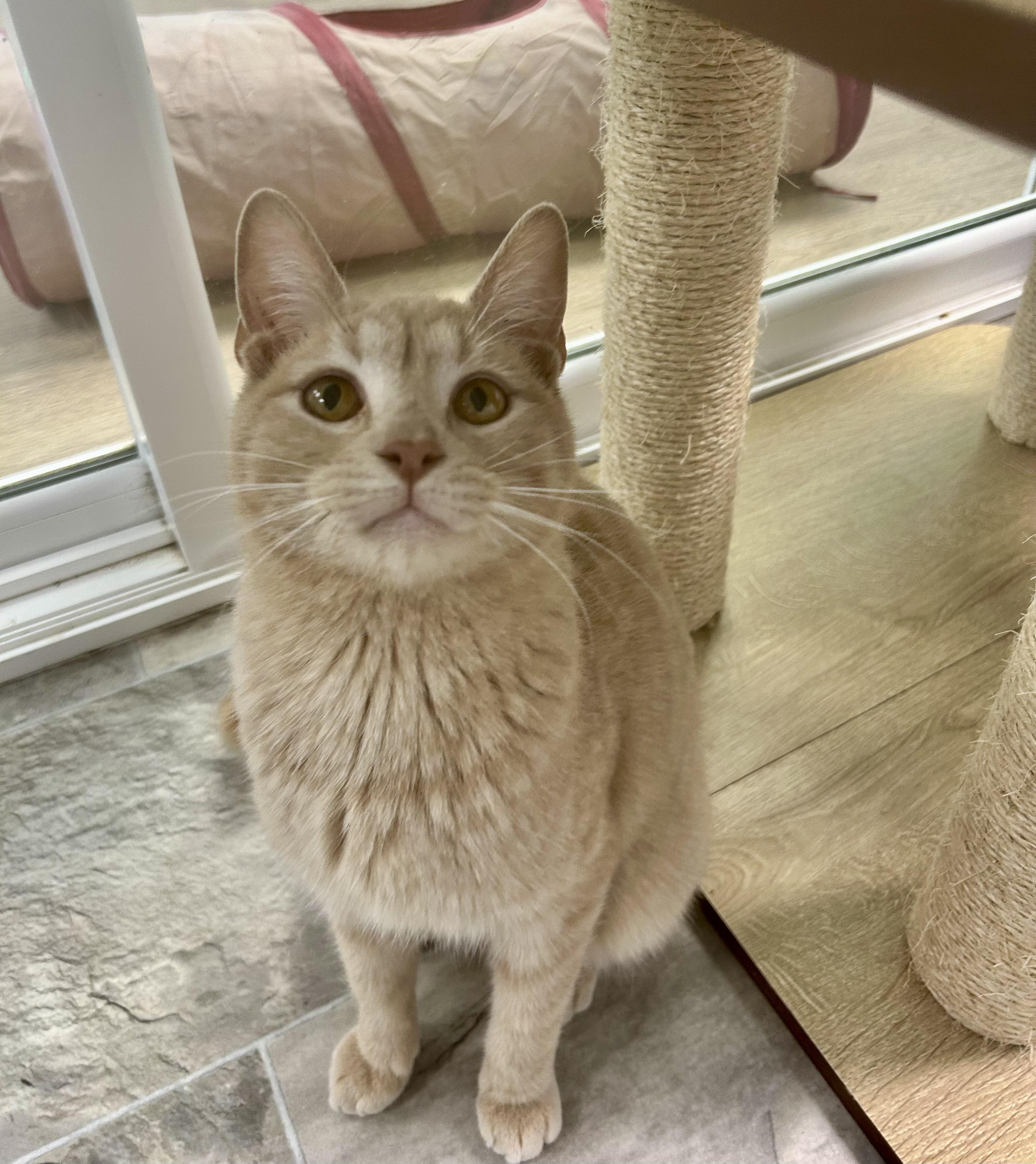 Enlarge Meatloaf, a Adoptable Tabby in Grand Rapids, MI image 6/6