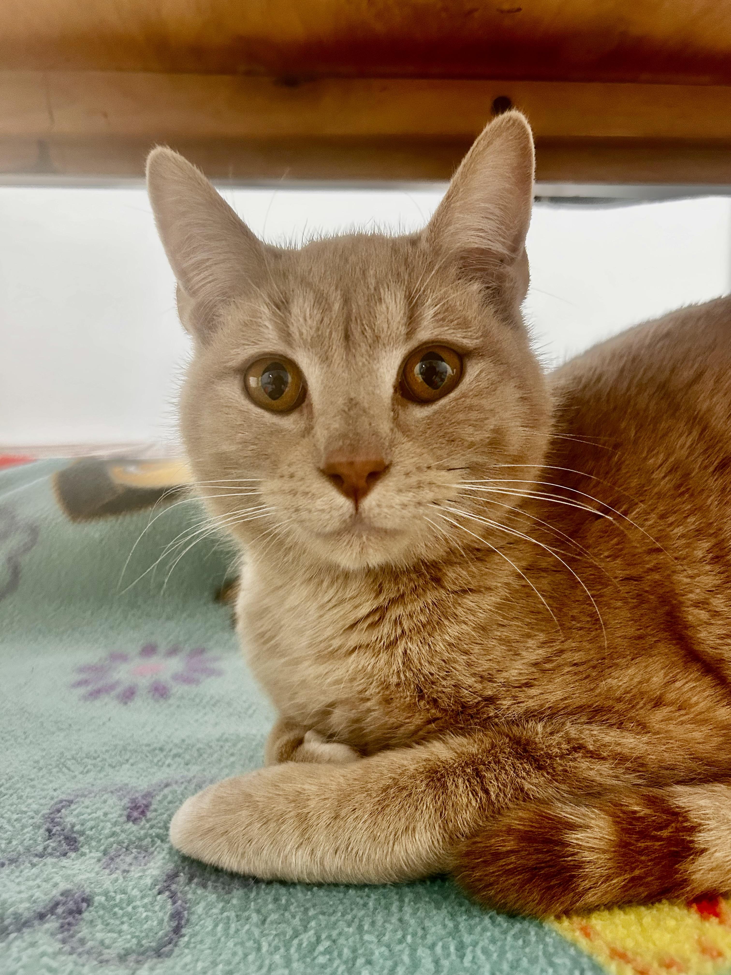 Meatloaf, Adoptable, Young Male Tabby.