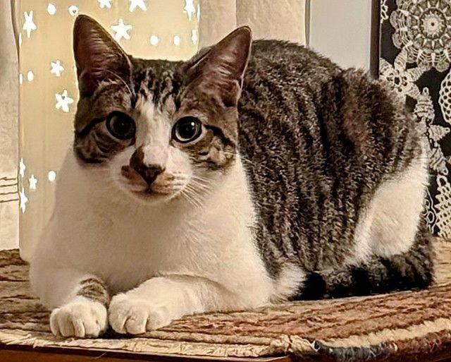 Enlarge Felix, a Adoptable Domestic Short Hair in Tampa, FL image 1/3