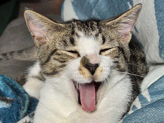 Enlarge Felix, a Adoptable Domestic Short Hair in Tampa, FL image 2/3