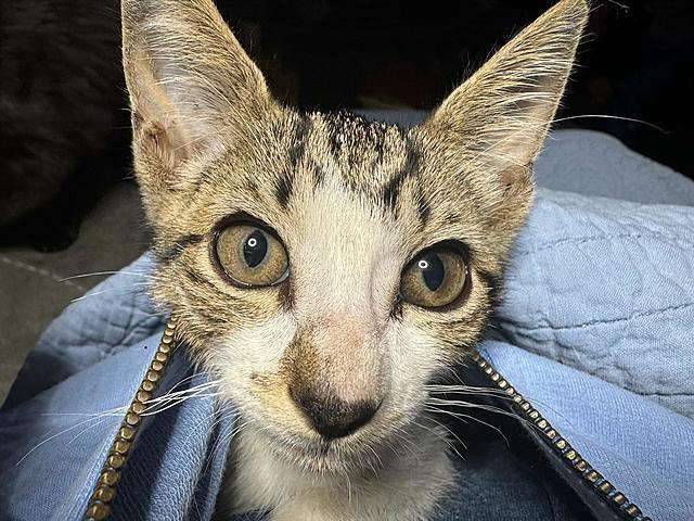 Enlarge Felix, a Adoptable Domestic Short Hair in Tampa, FL image 3/3