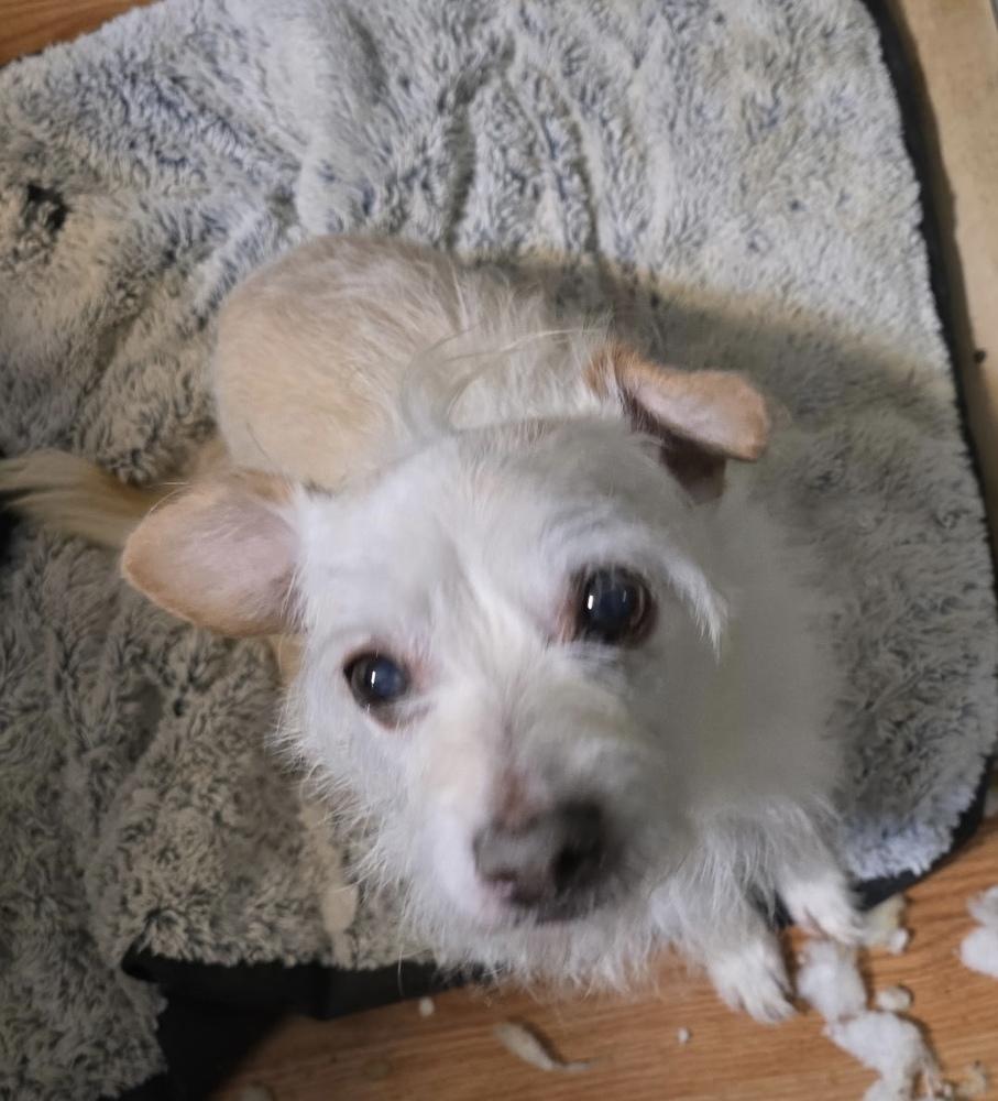 Enlarge Waffles, a Adoptable mixed breed in Herriman, UT image 1/3