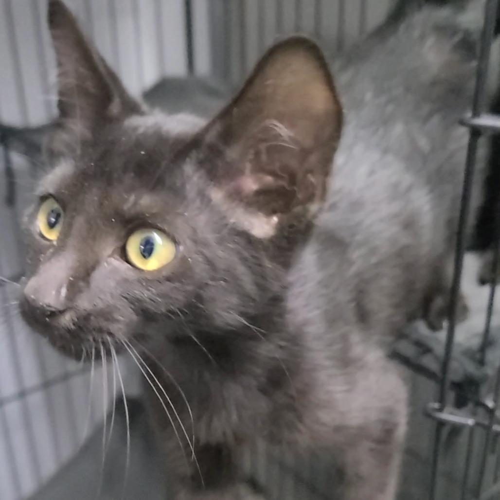 Enlarge Mousse, a Adoptable Domestic Short Hair in Russellville, KY image 1/1