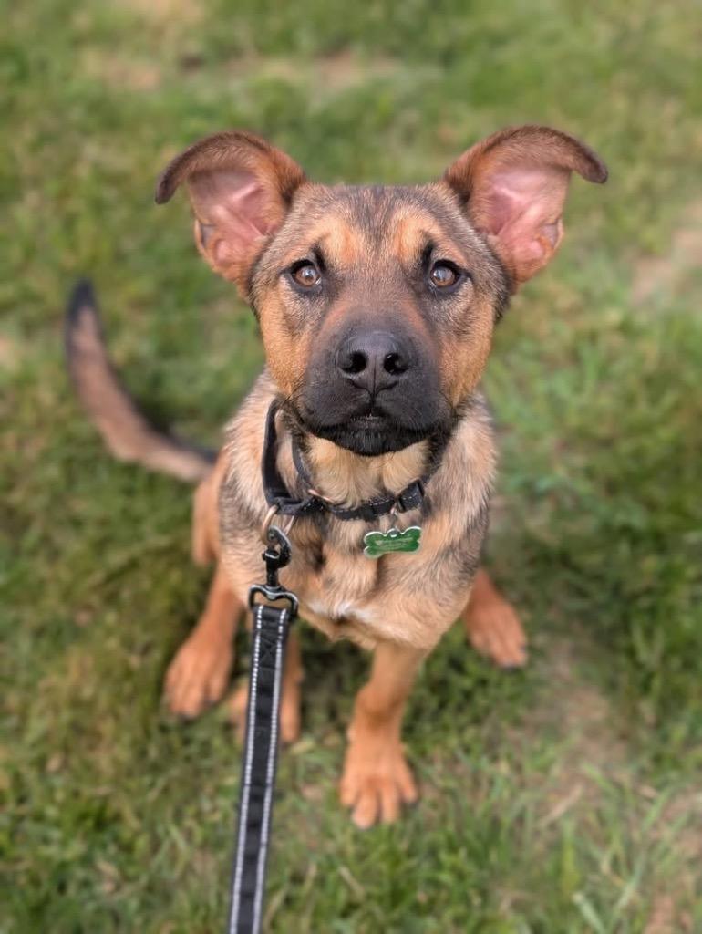 Rinse, a Adoptable mixed breed in North Syracuse, NY image 2/3