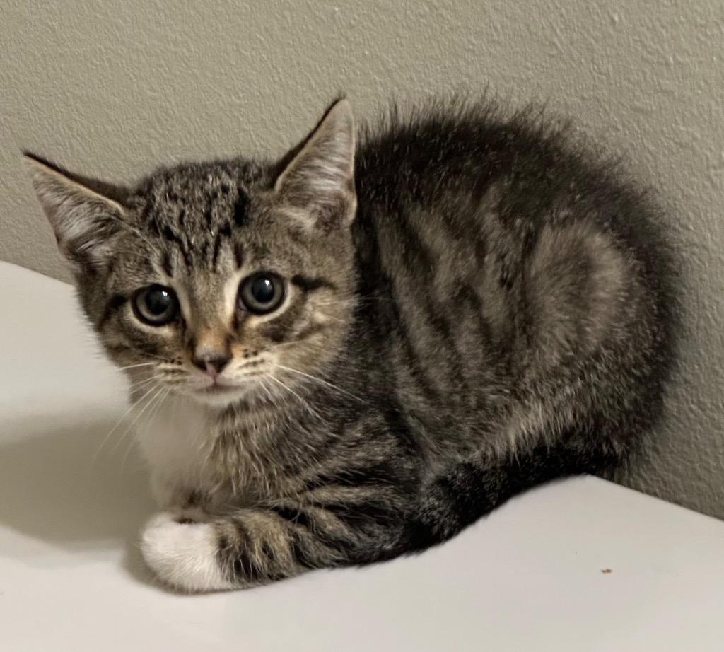 Enlarge Dr Bunson Honeydew, a Adoptable Domestic Short Hair in Sorrento, LA image 1/1