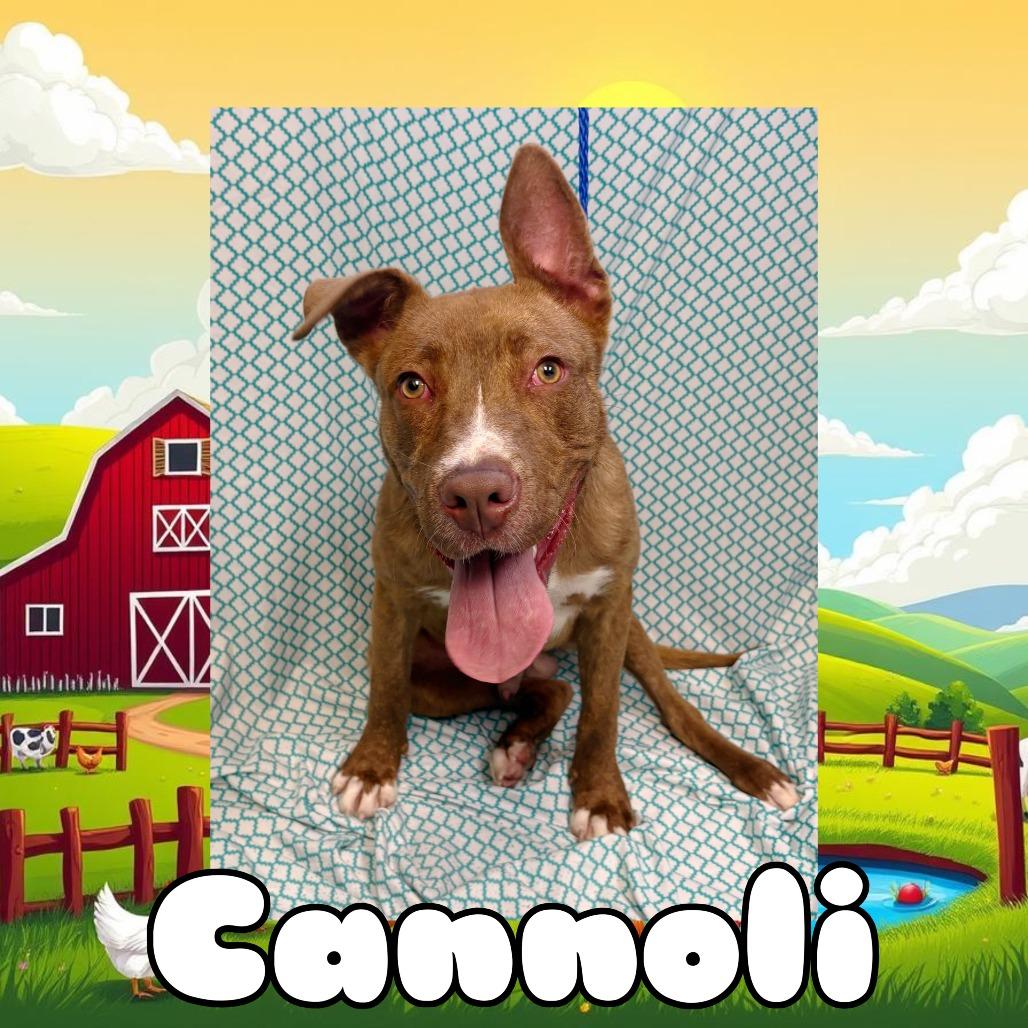 Cannoli, Adoptable, Adult Male Pit Bull Terrier.