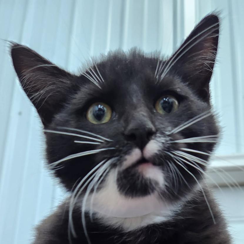 Misty, Adoptable, Kitten Male Domestic Short Hair.