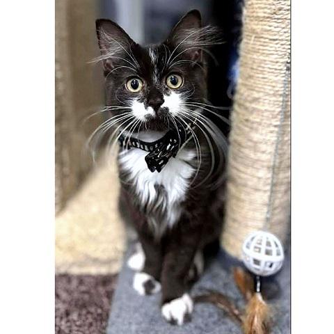 Enlarge Violet, a ADOPTABLE Domestic Medium Hair in Salt Lake City, UT image 1/2