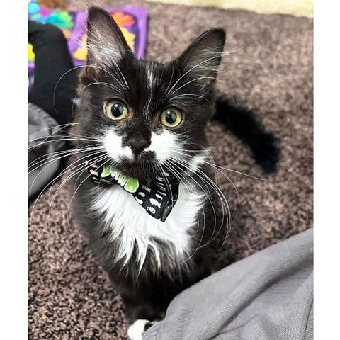 Enlarge Violet, a ADOPTABLE Domestic Medium Hair in Salt Lake City, UT image 2/2