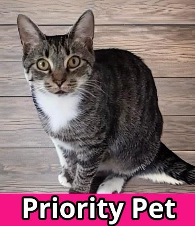 Puff `A PRIORITY PET`, a Adoptable Domestic Short Hair in Columbia, SC image 1/3