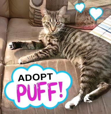 Puff `A PRIORITY PET`, a Adoptable Domestic Short Hair in Columbia, SC image 2/3