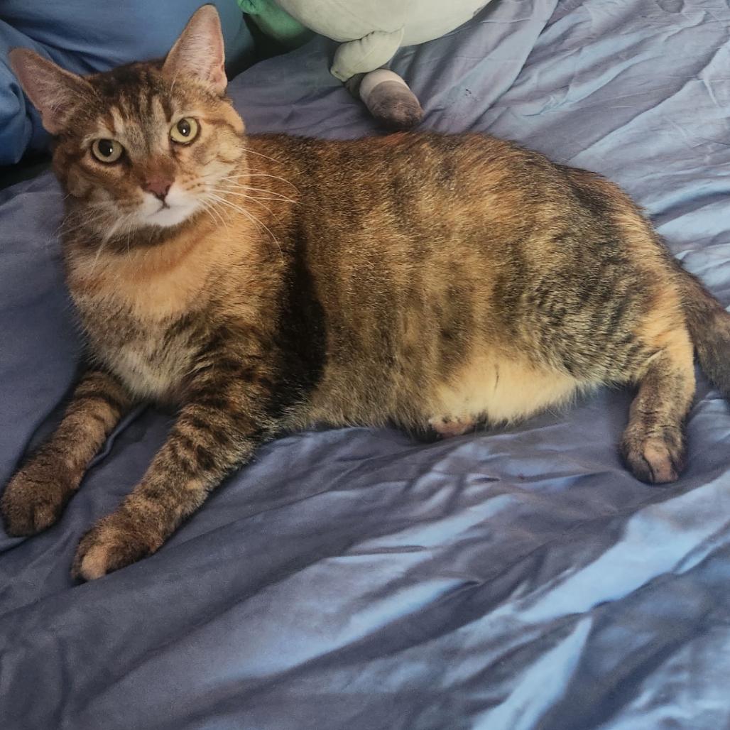 Honey, Adoptable, Senior Female Domestic Short Hair.