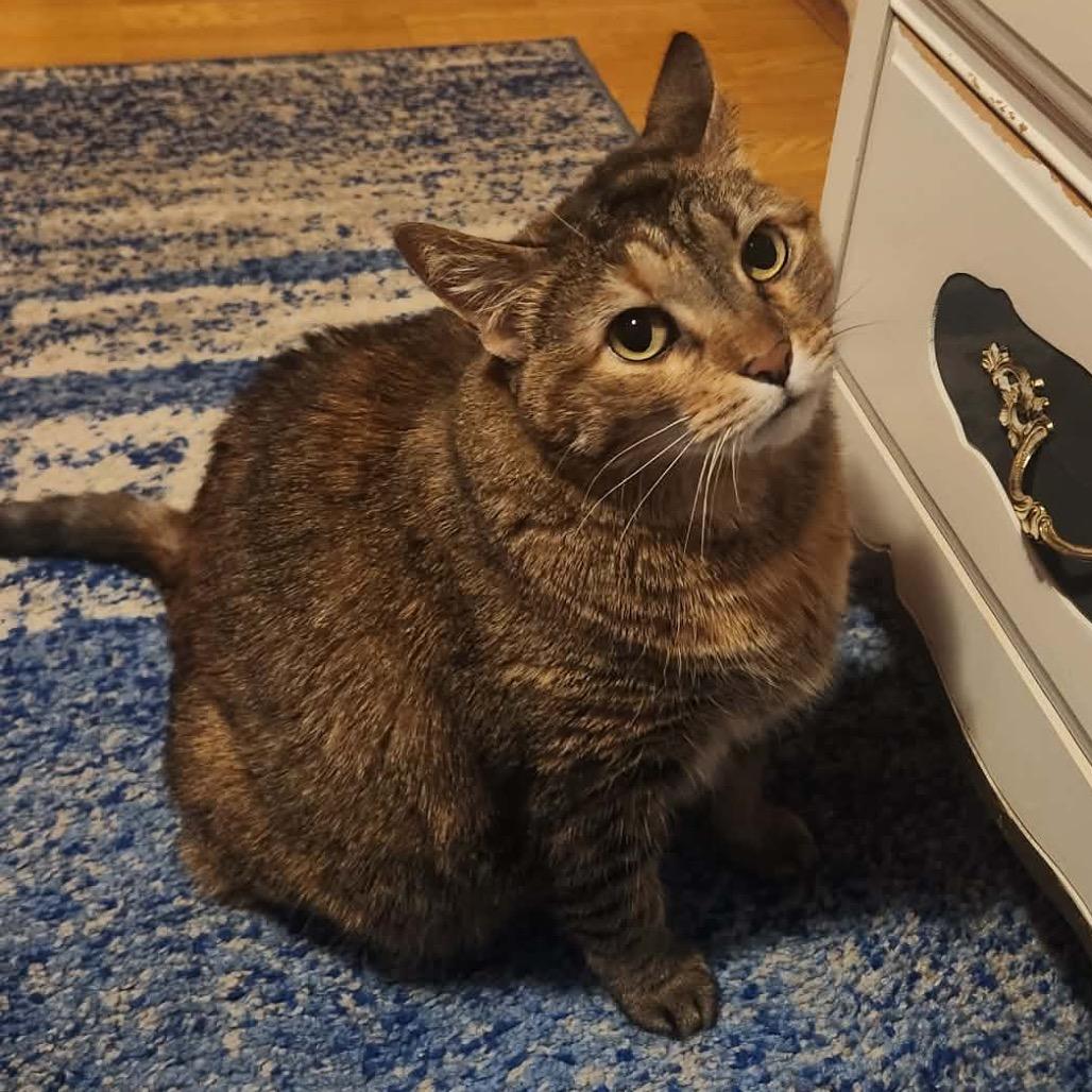 Enlarge Honey, a Adoptable Domestic Short Hair in Wadena, MN image 2/6