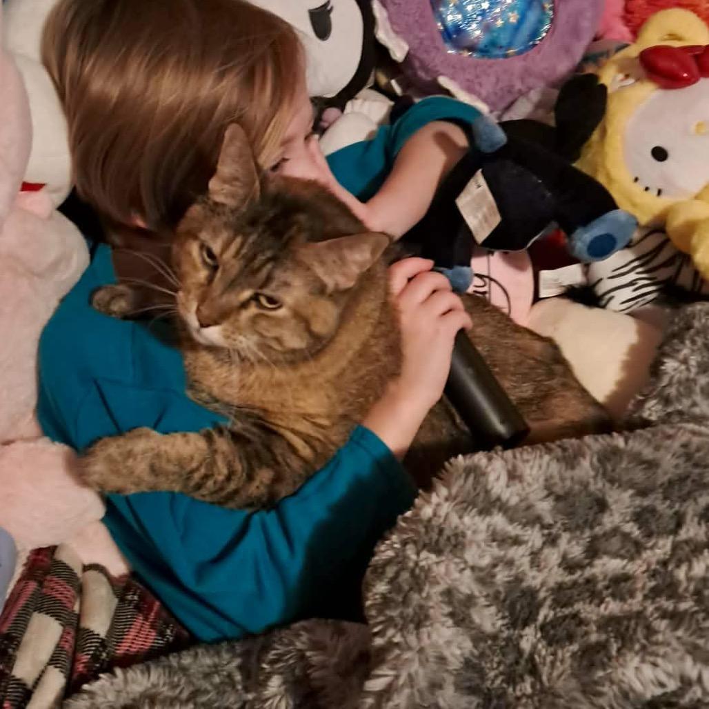 Enlarge Honey, a Adoptable Domestic Short Hair in Wadena, MN image 3/6