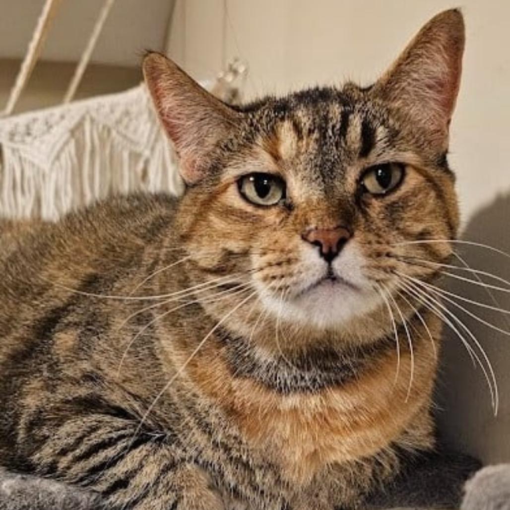 Honey, a Adoptable Domestic Short Hair in Wadena, MN image 2/3