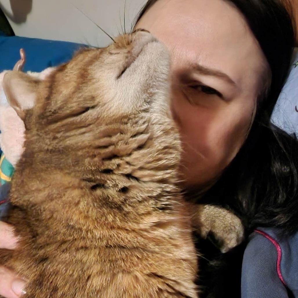 Enlarge Honey, a Adoptable Domestic Short Hair in Wadena, MN image 5/6