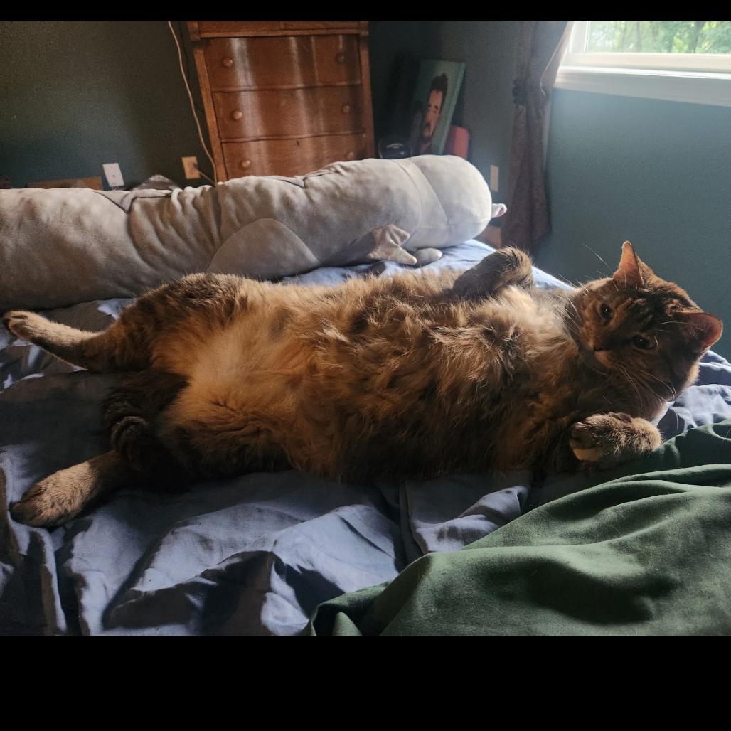 Honey, a Adoptable Domestic Short Hair in Wadena, MN image 3/3