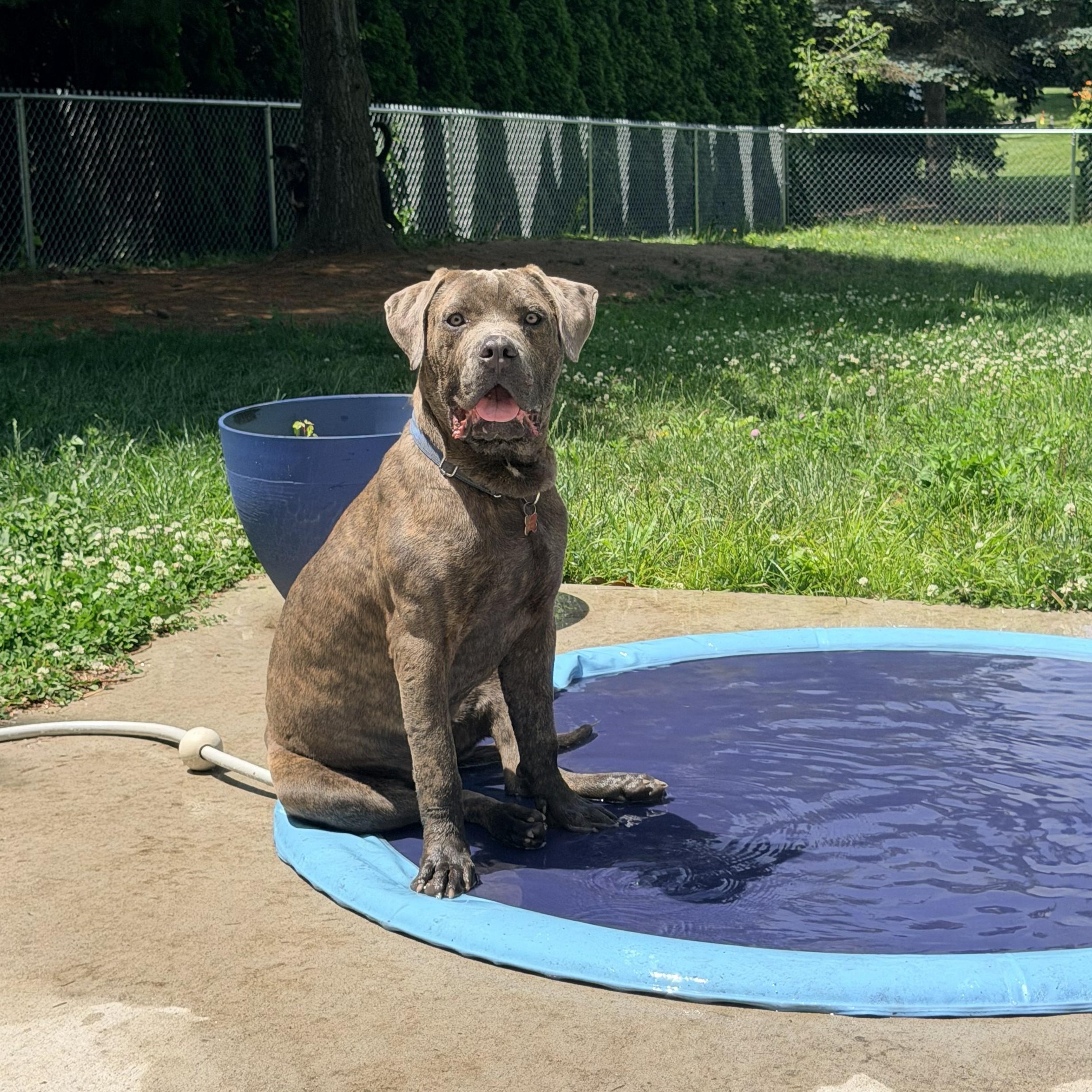 Enlarge Gibby, a Adoptable mixed breed in Detroit, MI image 4/6
