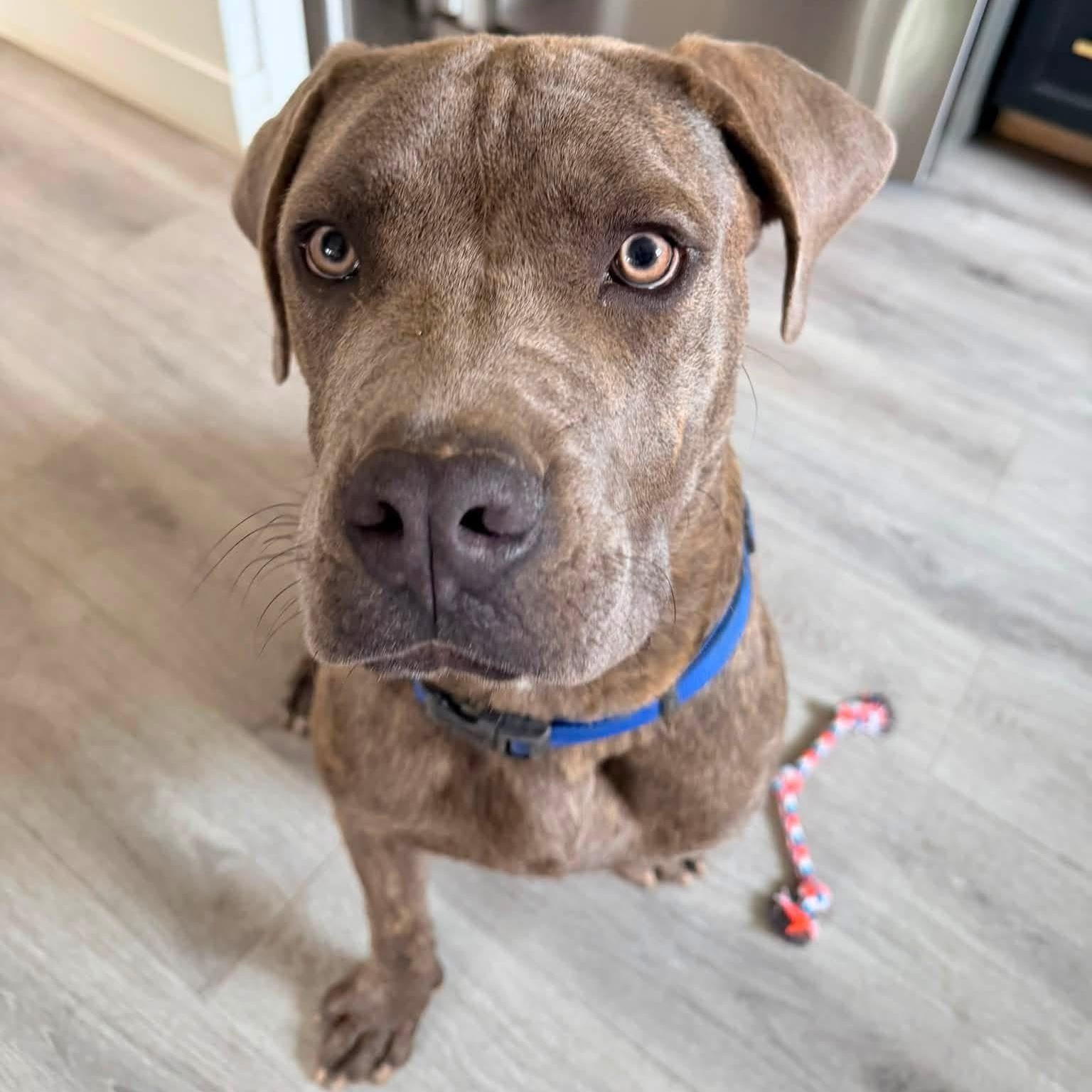 Enlarge Gibby, a Adoptable mixed breed in Detroit, MI image 2/6