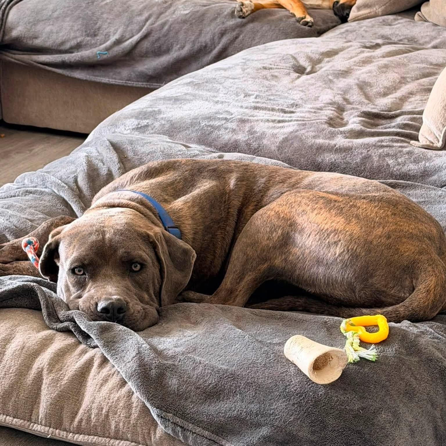 Enlarge Gibby, a Adoptable mixed breed in Detroit, MI image 5/6
