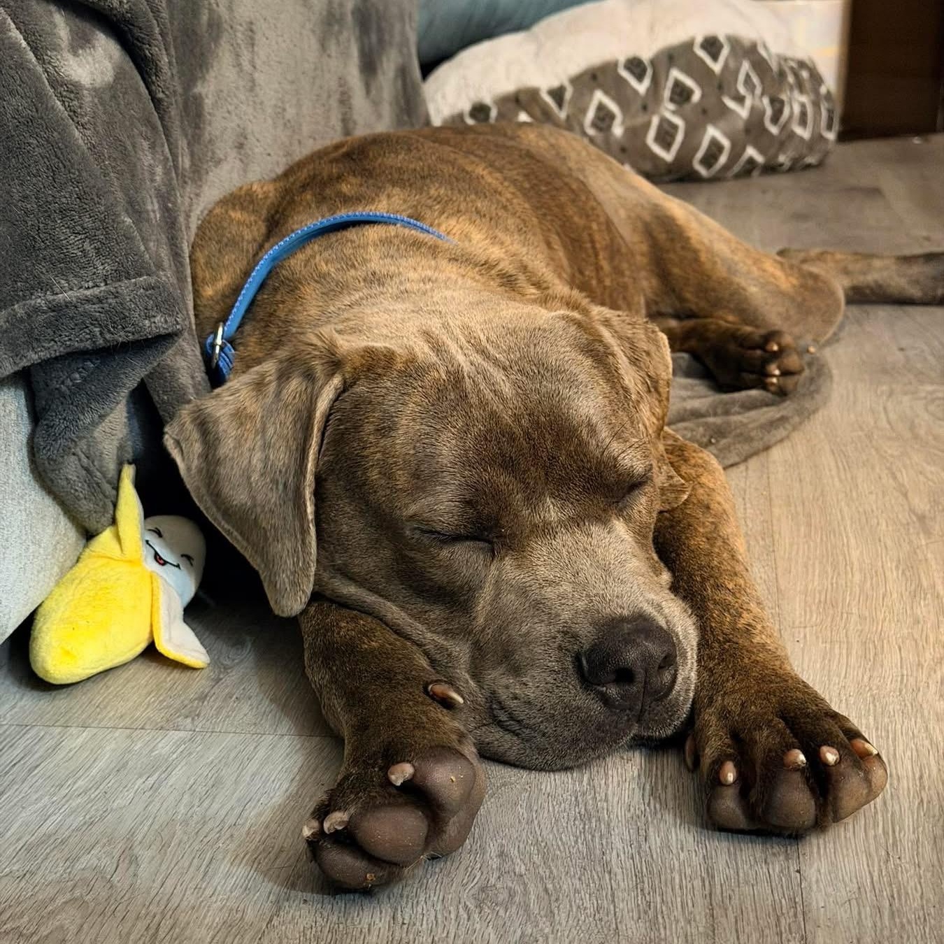 Enlarge Gibby, a Adoptable mixed breed in Detroit, MI image 6/6