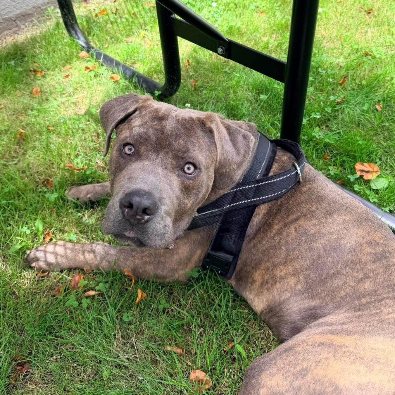 Enlarge Gibby, a Adoptable mixed breed in Detroit, MI image 3/6
