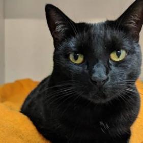 Apple, Adoptable, Adult Female Domestic Short Hair.