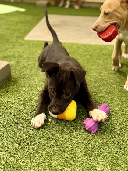 Twinkie, Adoptable, Puppy Female Terrier & Mixed Breed.