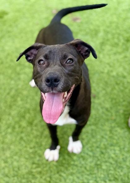 Twinkie, Adoptable, Puppy Female Terrier & Mixed Breed.