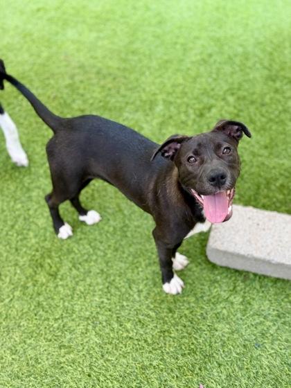 Enlarge Twinkie, a Adoptable mixed breed in Picayune, MS image 3/3