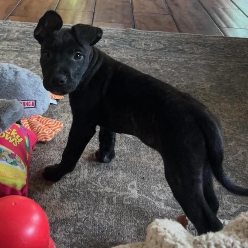 Oyster, a Adoptable mixed breed in Brainerd, MN image 1/2