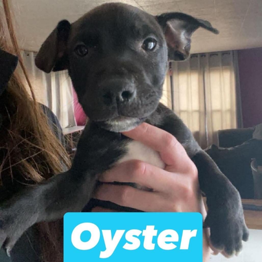 Oyster, a Adoptable mixed breed in Brainerd, MN image 2/2